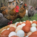 Identifying Potential Causes for Low Egg Production
