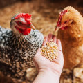 The Ultimate Guide to Understanding Hardiness in Chickens
