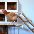 Nesting Boxes and Perches: Creating Optimal Conditions for Egg-laying Chickens