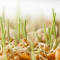 The Power of Sprouted Grains for Your Chickens