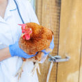 The Importance of Checking for Signs of Illness in Your Chickens