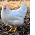 The Fascinating World of Plymouth Rock Chickens