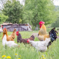 The Lifespan of a Chicken: How Long Can They Live?