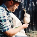 Using a Killing Cone or Broomstick Method for Humane Chicken Slaughter