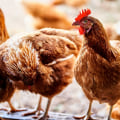 Vaccinations and Deworming: The Essential Guide for Keeping Your Chickens Healthy
