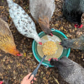 Fermented Feed for Improved Digestion: A Guide for Raising Healthy Chickens