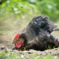 Mites and Lice Infestations in Chickens: How to Identify, Treat, and Prevent