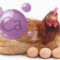How Calcium Supplements Can Boost Egg Production for Your Chickens