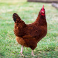 Rhode Island Red: The Perfect Chicken Breed for All Your Needs
