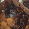 Culling Non-Productive Hens: Maximizing Egg Production