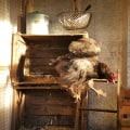 How to Properly Ventilate and Light Your Chicken Coop