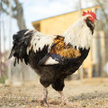 The Fascinating Faverolles: A Guide to This Rare Chicken Breed