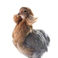 Araucana: The Unique and Hardy Chicken Breed You Need to Know About