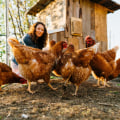 Collecting Eggs and Cleaning the Coop: A Comprehensive Guide to Raising Chickens