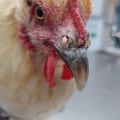 Understanding Respiratory Infections in Chickens