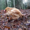 Understanding Coccidiosis in Chickens: A Comprehensive Guide