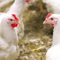 A Comprehensive Look at Biosecurity Measures for Raising Chickens