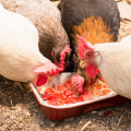 Homemade Chicken Feed Mixtures: A Complete Guide to Raising Healthy Chickens