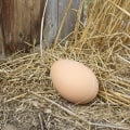 The Egg-cellent World of Chicken Egg Production