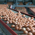Managing Feed During Molting Season: A Comprehensive Guide for Maximizing Egg Production