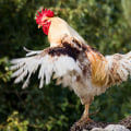 The Truth About Male Chickens: Are They All Roosters?