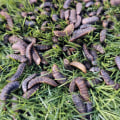 All About Insects and Worms: A Comprehensive Guide to Raising Chickens