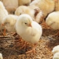 The Importance of Protein and Calcium in a Chicken's Diet