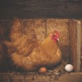 The Surprising Truth About Egg-Laying Ability