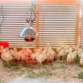 Lighting and Temperature Requirements for Raising Chickens