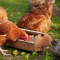Understanding Broiler Feed for Meat Chickens