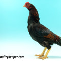 Understanding the Different Temperaments of Chickens