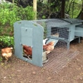 Free-Range vs. Enclosed Coops: Which is Right for You?