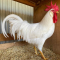A Comprehensive Look at Leghorn Chickens: Everything You Need to Know