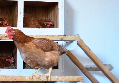 Nesting Boxes and Perches: Creating Optimal Conditions for Egg-laying Chickens
