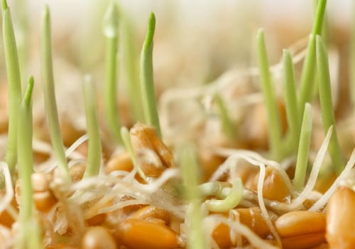 The Power of Sprouted Grains for Your Chickens