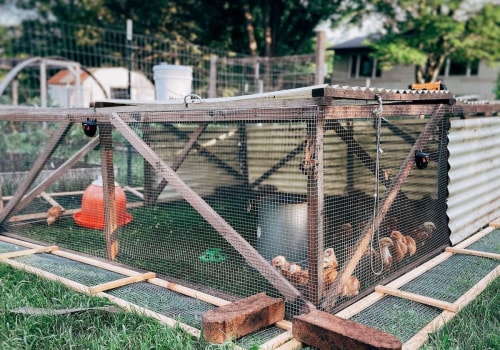 How to Predator-Proof Your Chicken Coop
