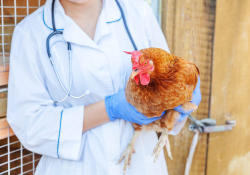 The Importance of Checking for Signs of Illness in Your Chickens