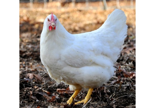 The Fascinating World of Plymouth Rock Chickens