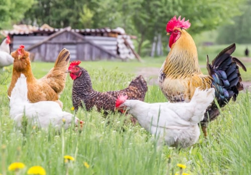 The Lifespan of a Chicken: How Long Can They Live?