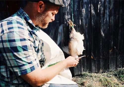 Using a Killing Cone or Broomstick Method for Humane Chicken Slaughter