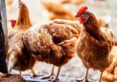 Vaccinations and Deworming: The Essential Guide for Keeping Your Chickens Healthy