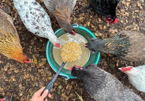 Fermented Feed for Improved Digestion: A Guide for Raising Healthy Chickens