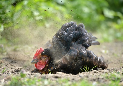 Mites and Lice Infestations in Chickens: How to Identify, Treat, and Prevent