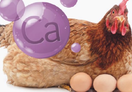 How Calcium Supplements Can Boost Egg Production for Your Chickens