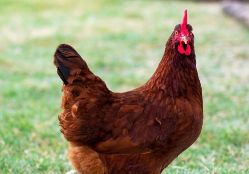 Rhode Island Red: The Perfect Chicken Breed for All Your Needs