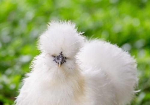 The Fascinating World of Silkie Chickens: Everything You Need to Know