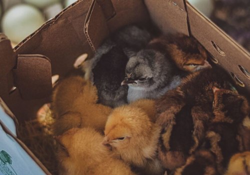 Culling Non-Productive Hens: Maximizing Egg Production