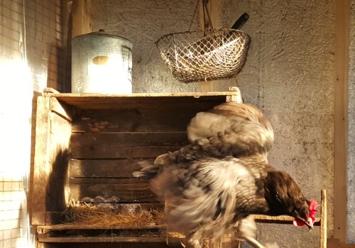 How to Properly Ventilate and Light Your Chicken Coop