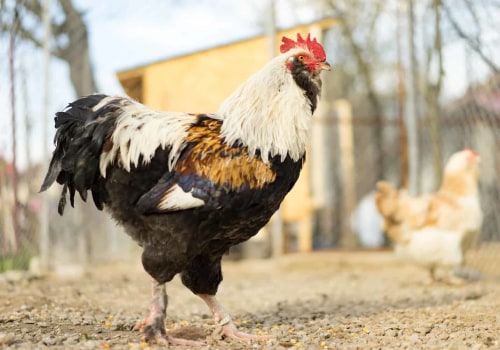 The Fascinating Faverolles: A Guide to This Rare Chicken Breed