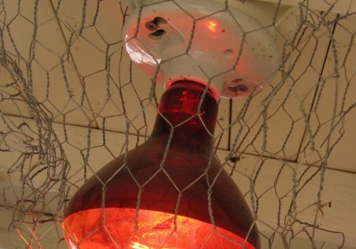 How to Boost Egg Production: Implementing Artificial Light